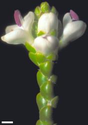 Veronica hectorii subsp. hectorii. Terminal inflorescence of opposite sessile flowers. Scale = 1 mm.
 Image: W.M. Malcolm © Te Papa CC-BY-NC 3.0 NZ